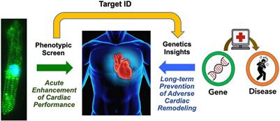 The grand challenge of discovering new cardiovascular drugs